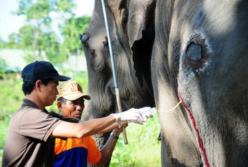 Phau thuat chua benh cho voi giua buon lang hinh anh