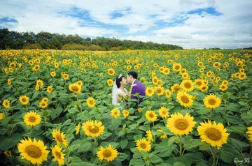 Kham pha 5 mua hoa dep khap ca nuoc trong cuoi thang 11 hinh anh