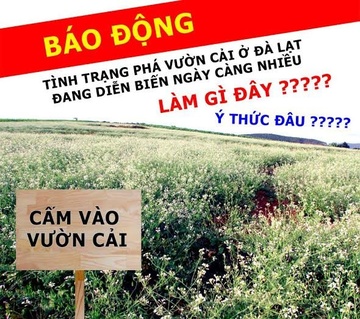 Cau like, dung - sai mac ke? hinh anh