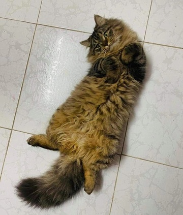 The cat was bathing in a pool of water and died (image 3).