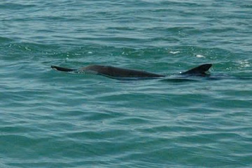 Hang chuc ca heo xuat hien tai vinh Nha Trang hinh anh