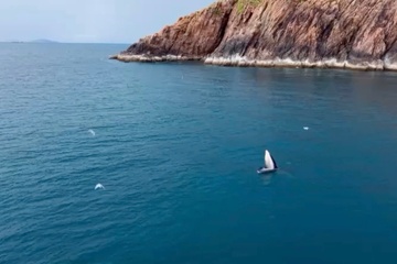 Ca voi san moi dai 6 m lai xuat hien tai bien Binh Dinh hinh anh