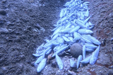 San ho gay, ca chet la liet o Khanh Hoa hinh anh