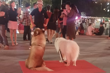 Dich vu chup anh voi cho cung gay chu y tai thap Tam Thang TP.HCM hinh anh