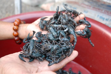 Di san bo cap chua o mien Tay hinh anh