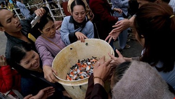 Ha Noi xac minh viec phong sinh ca co hai xuong song Hong hinh anh
