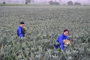 Mien thue dat nong nghiep den het nam 2030 hinh anh