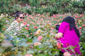 Vuon hong rong 6.000 m2 o Ha Noi hinh anh