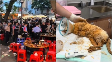 Mèo rơi vào nồi lẩu, được giữ lại làm 'nhân viên' ở Trung Quốc