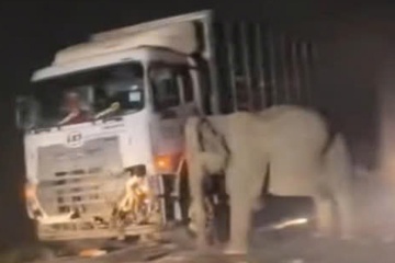 Voi mẹ bên xác con bị xe tải cán chết ở Malaysia