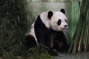 Khoản tiền nuôi 'gấu trúc ngoại giao' gây tranh cãi tại Malaysia