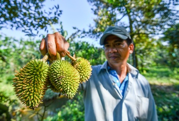 Bo Nong nghiep canh bao viec o at pha vuon trong sau rieng hinh anh