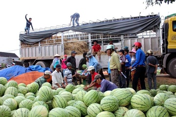 Nguoi giai cuu 1.000 tan dua noi gi ve nghi van truc loi? hinh anh