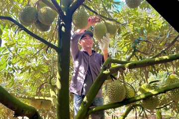 Tin vui voi sau rieng Viet Nam xuat khau Trung Quoc hinh anh