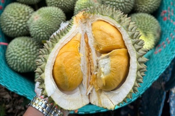 Co mot 'thu phu' sau rieng moi sau sap nhap tinh thanh hinh anh