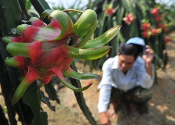Gia thanh long rot tham, 50.000 dong mua ca chuc kg hinh anh