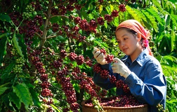 Co mot 'thu phu' ca phe moi sau sap nhap tinh thanh hinh anh