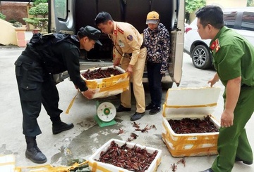Bat giu gan 50 kg tom hum dat nhap lau tu Trung Quoc hinh anh