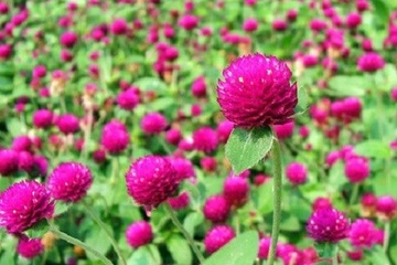 Thuc hu cuc bach nhat chua tieu duong va benh gout hinh anh
