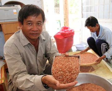Lua duoc lieu dat nhu tom tuoi hinh anh