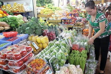 Co so san xuat rau sach canh tranh bang giong ngoai hinh anh