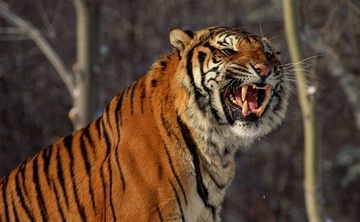 Ho Siberia lao qua hang rao dien, can chet mot nguoi trong cong vien hinh anh