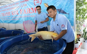 2 cha con dat Sai thanh thuan duong ca Koi kiem bac ty hinh anh