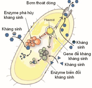Lam gi de han che mat trai cua khang sinh? hinh anh