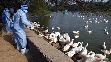 An Do co ca tu vong dau tien do virus cum H5N1 hinh anh