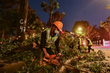 Don ha, di doi hon 400 cay xanh de mo rong duong o Ha Noi hinh anh