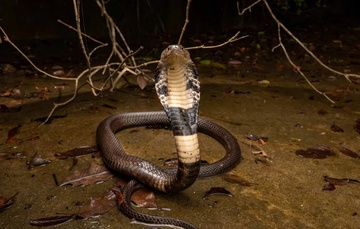 Di tren co ram rap, nam thanh nien bi ran ho mang can hinh anh