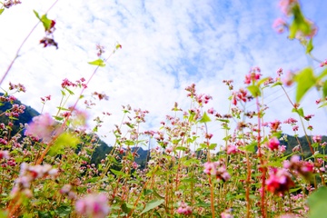 Tam giac mach dau mua ruc ro o Ha Giang hinh anh