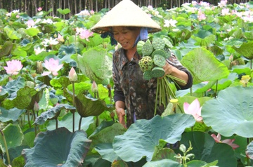 Ve Dong Thap binh di ngay giap Tet hinh anh