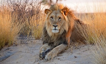 6 dieu khong nen bo qua khi den Botswana hinh anh