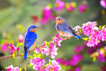 Tu vi chu nhat ngay 10/4 cua cac cung hoang dao hinh anh