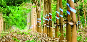 Bau Duc tinh ban 20.000 ha cao su cho doi tac Trung Quoc hinh anh