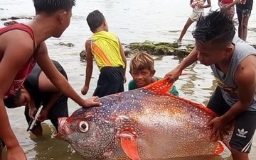 Bat duoc ca mat trang 65 kg sau dong dat manh o Philippines hinh anh