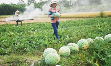 Theo chan hiep si cuu dua hau tren canh dong Quang Ngai hinh anh