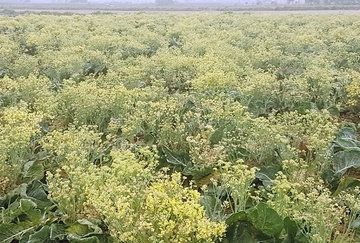 Canh sup lo o Hai Duong no hoa vang ca canh dong hinh anh