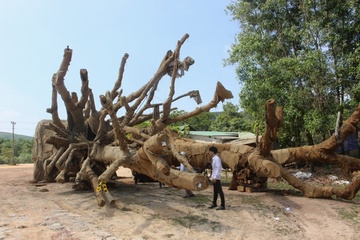 Mot xe cho cay 'khung' dung o khu do thi Ecopark 2 ngay hinh anh