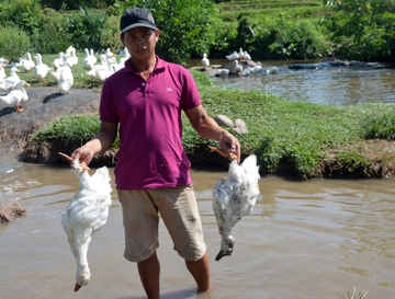 Vit chet hang loat sau mot dem, nguoi dan keo len tru so xa doi lam ro hinh anh