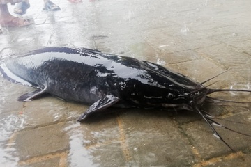 Dan Da Nang ra duong cau ca trong mua ngap hinh anh