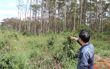 Thu hoi du an cua vo nguyen Pho giam doc Cong an tinh vi ban dat rung hinh anh