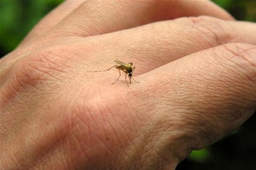 Benh do virus Zika: '80% co the tu khoi' hinh anh