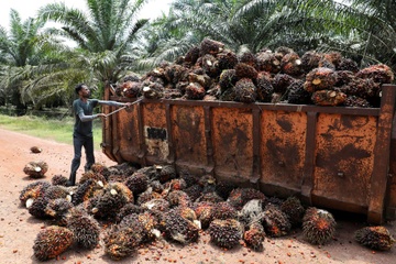 Malaysia canh bao dung xuat khau dau co toi chau Au hinh anh