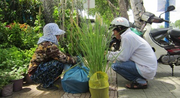 Lo rau ban, nguoi Sai Gon do xo di mua rau trong trong chau hinh anh