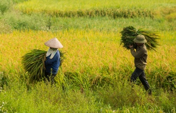 Hoa giai 'nghich ly' trong tiep can von tin dung nong nghiep hinh anh