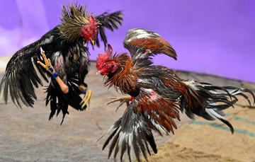 Nhieu nguoi vut bo tien khi canh sat bao vay soi bac hinh anh
