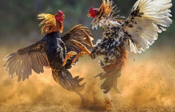 Cong an An Giang triet xoa soi bac o xa cu lao hinh anh