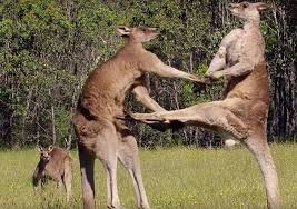 Kangaroo la bieu tuong cua nuoc nao? hinh anh